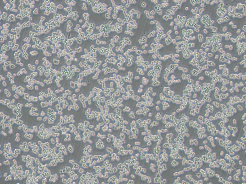 RAW 264.7-EGFP Cell Complete Medium - 2