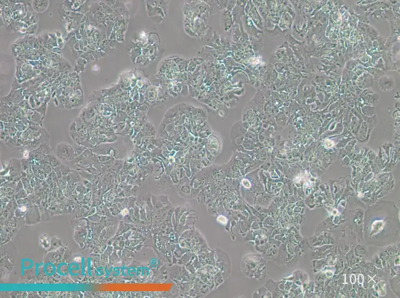 MDA-MB-415 (L15) Cell Complete MediumMDA-MB-415 (L15) Cell Complete Medium - 2