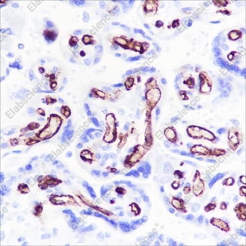 Recombinant CD32B Monoclonal Antibody - 3