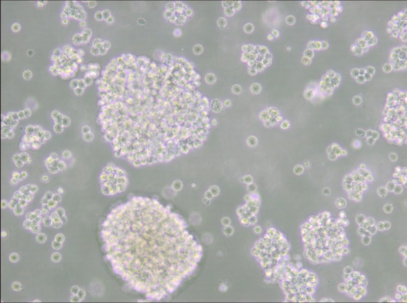 Farage Cell Complete Medium - 5