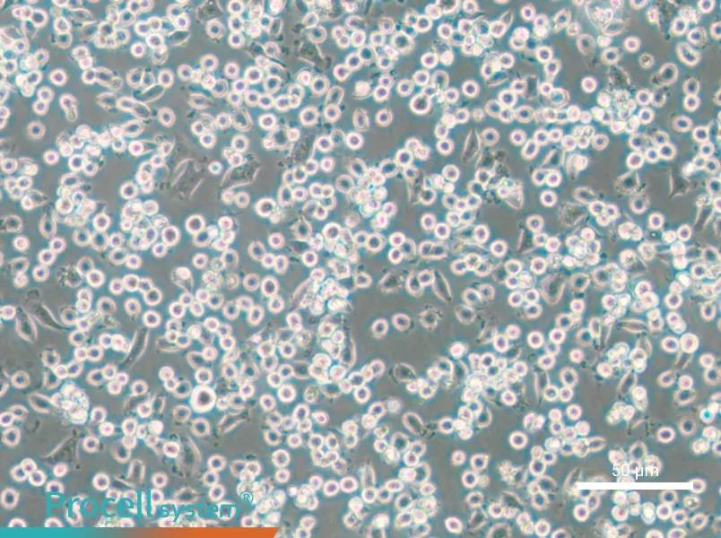 NCTC 1469 Cell Complete Medium - small - 4