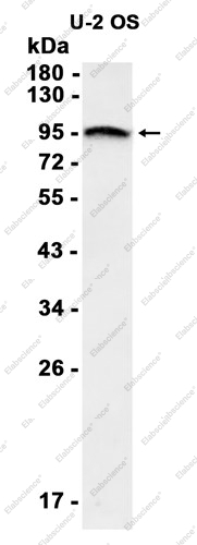 Recombinant USP13 Monoclonal Antibody - 1