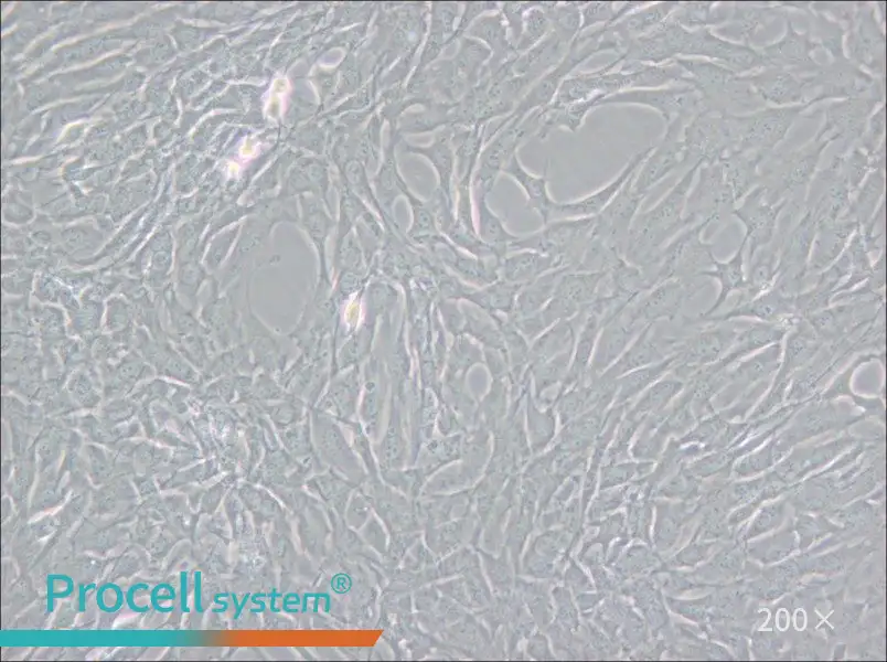 GC-2spd(ts) Cell Complete Medium - small - 6