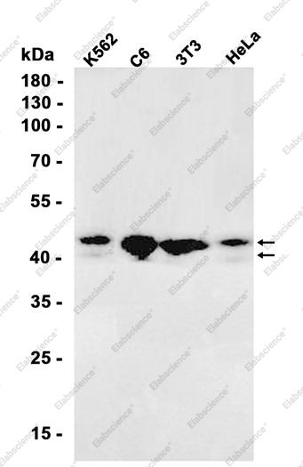 Recombinant JunB Monoclonal Antibody - 1