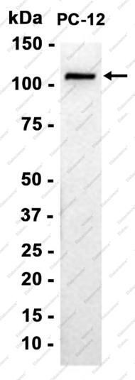 Recombinant KIF5B Monoclonal Antibody - 4