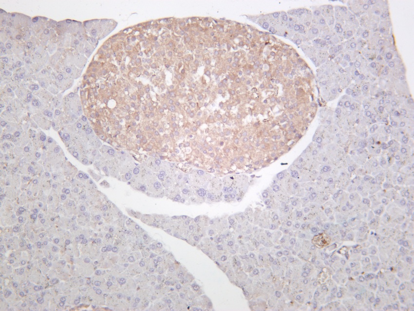 Recombinant Bax Monoclonal Antibody - small - 6