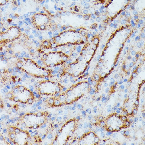 Immunohistochemistry of paraffin-embedded Rat kidney using IDH3A Polyclonal Antibody at dilution of  1:100 (40x lens).