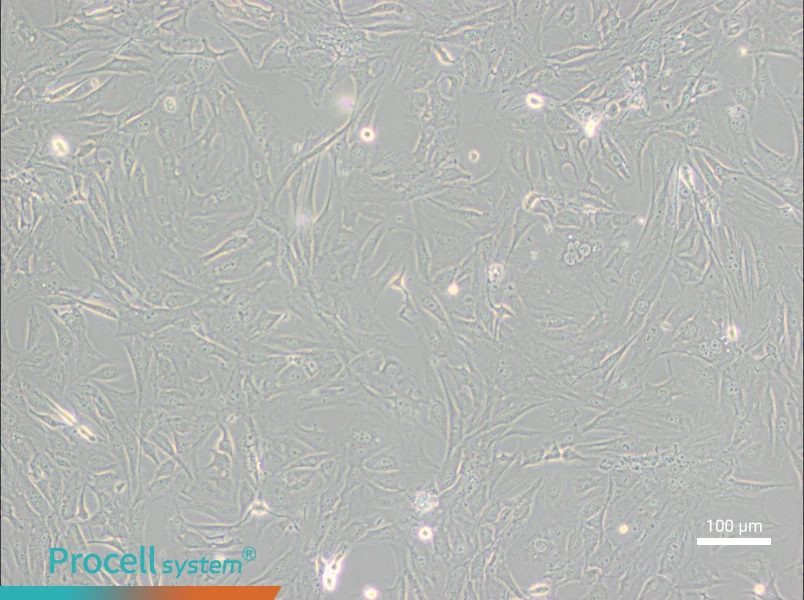 3T3-Swiss albino Cell Complete Medium - 2
