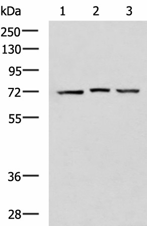 Western blot analysis of 293T cell lysates  using DHX58 Polyclonal Antibody at dilution of 1:900