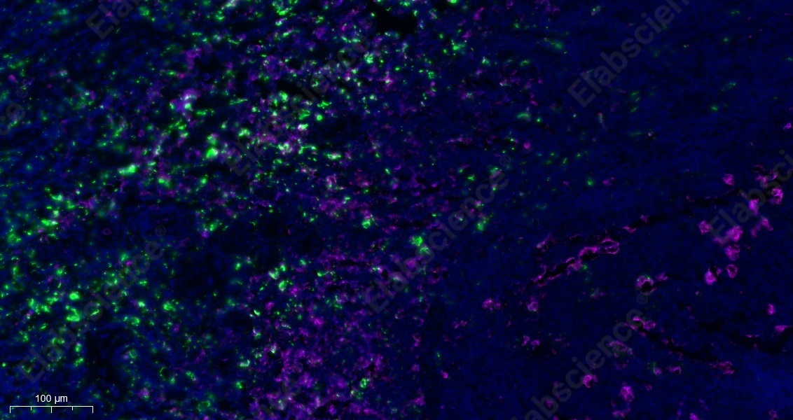 Recombinant CD68 Monoclonal Antibody - 5