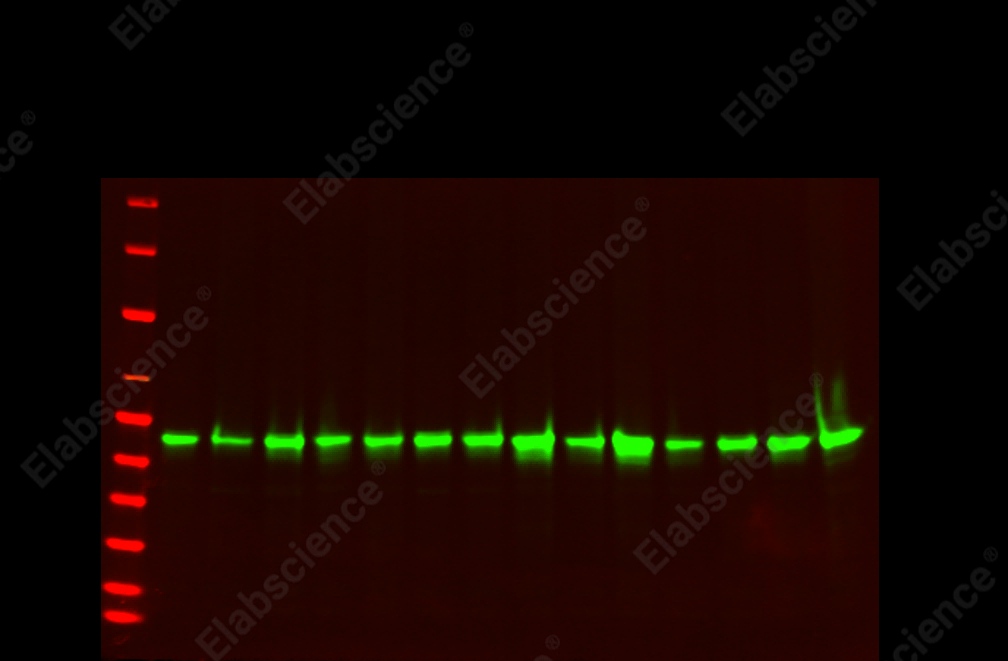 Recombinant GSK3β Monoclonal Antibody - 1