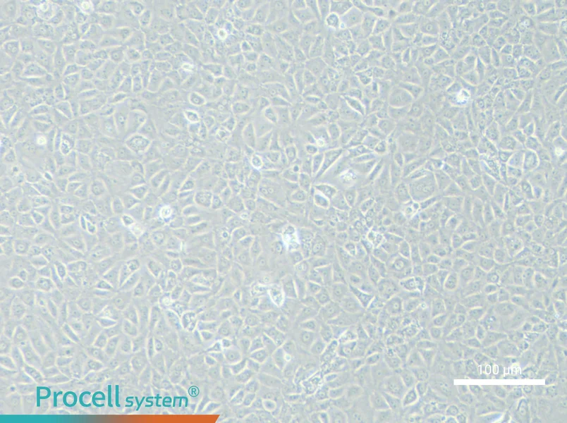 BRL 3A Cell Complete Medium - 3