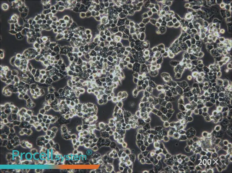 COV434 Cell Complete Medium - 4