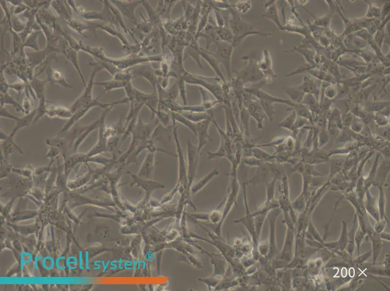 ES-2 Cell Complete Medium - small - 5