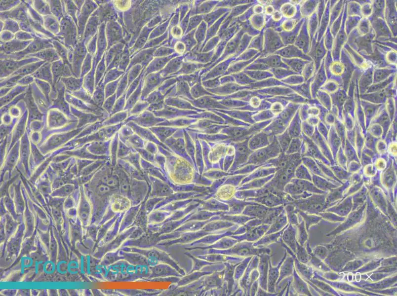 MP41 Cell Complete Medium - 6