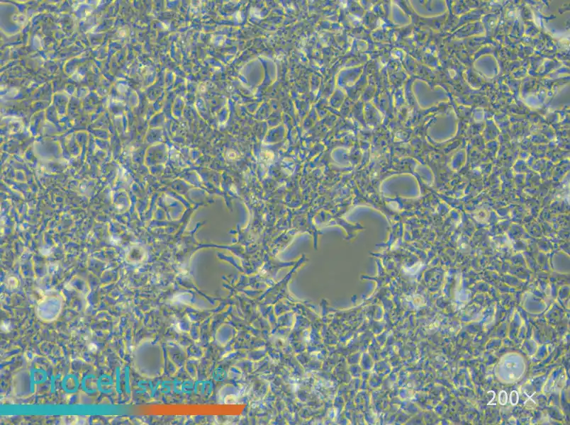 AAV-293 Cell Complete Medium - 5