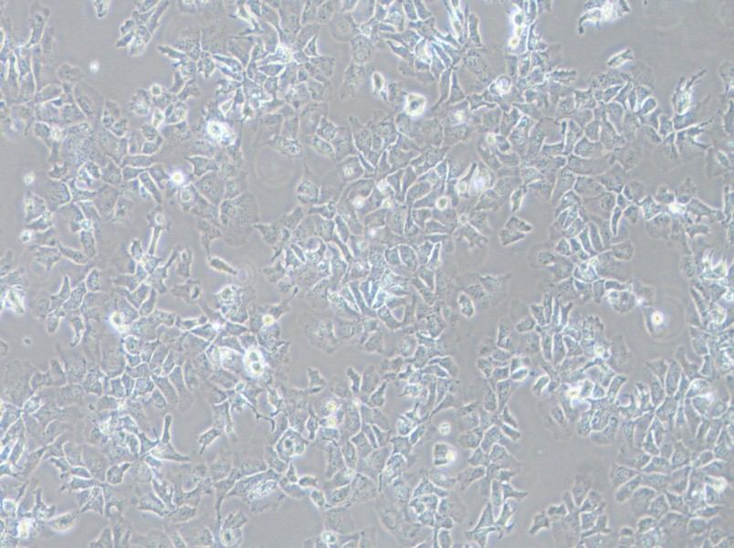 Hep 3B2.1-7 Cell Complete MediumHep 3B2.1-7 Cell Complete Medium - 3