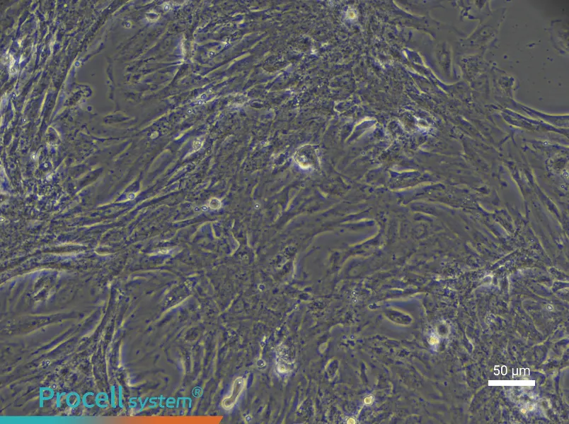 Rat Intestinal Smooth Muscle Cell Complete Medium - small - 4