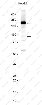 Recombinant Complement C4-B Monoclonal Antibody - 1