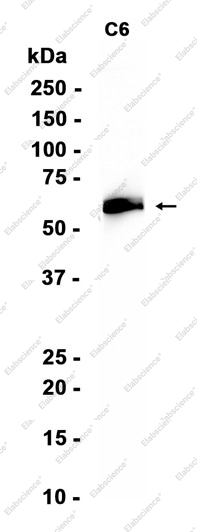 Recombinant CRMP1 Monoclonal Antibody - 1