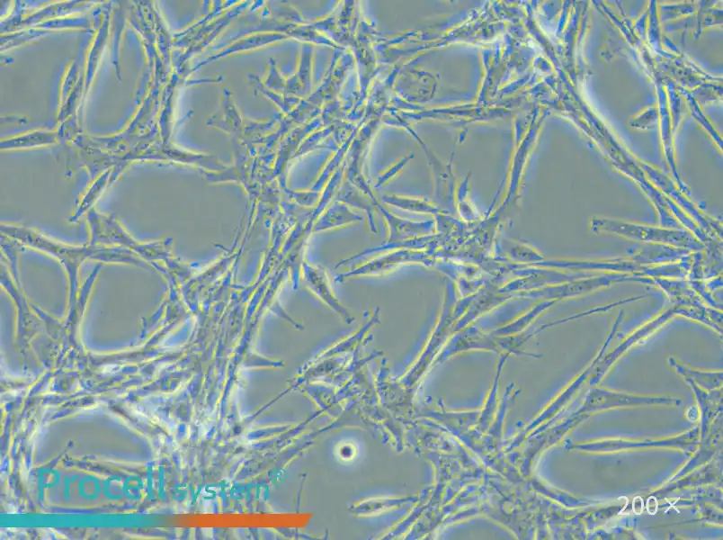 U-87 MG Cell Complete Medium - small - 5