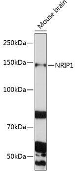 Western blot analysis of extracts of Mouse brain using NRIP1 Polyclonal Antibody at 1:1000 dilution.