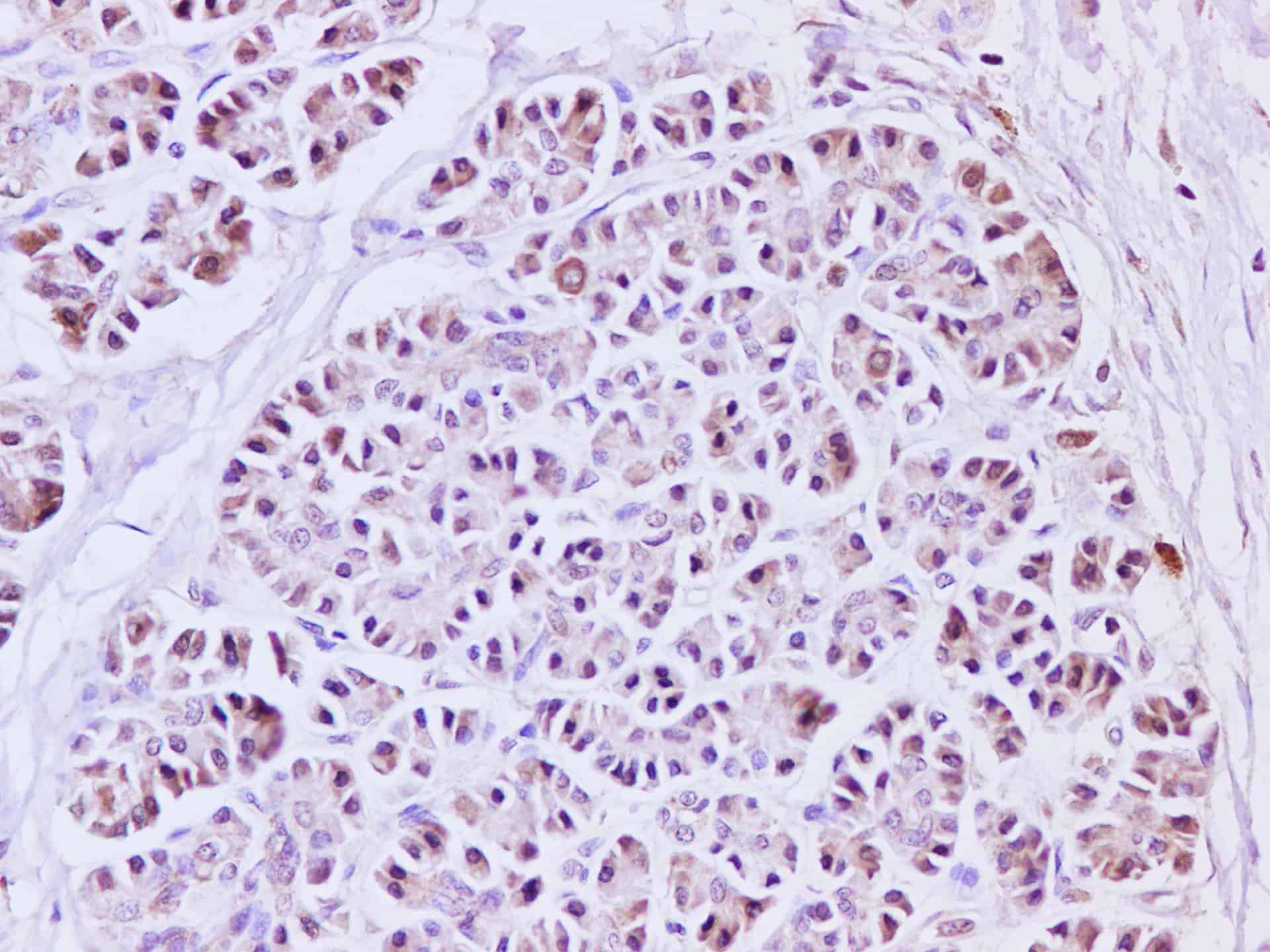 AF/LE Purified Anti-Human CD197 Antibody[G043H7]-产品推荐-1