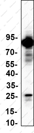 Recombinant WAVE1 Monoclonal Antibody - 1