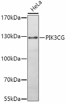 Western blot analysis of extracts of HeLa cells using PIK3CG Polyclonal Antibody at dilution of 1:1000.