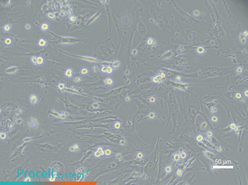 Mouse Vaginal Wall Fibroblast Complete Medium - 4