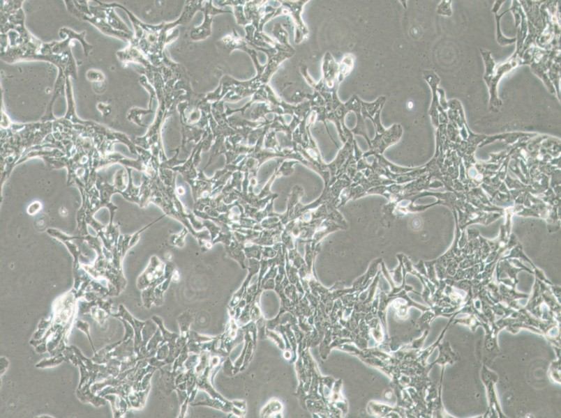 HCC70 Cell Complete MediumHCC70 Cell Complete Medium - 3