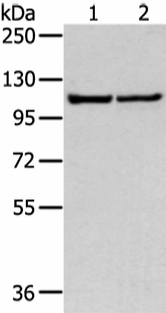 Western blot analysis of 231 and hela cell  using WWP1 Polyclonal Antibody at dilution of 1:300