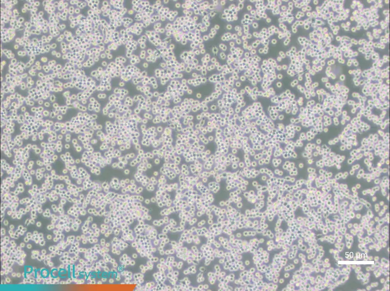 MH-S Cell Complete Medium - small - 6