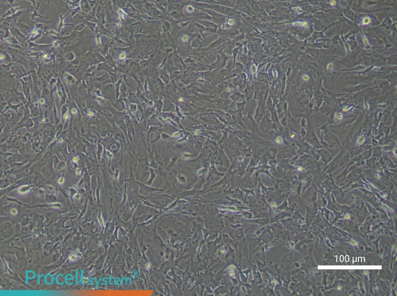 Mouse Spinal Cord Fibroblast Complete Medium - 3