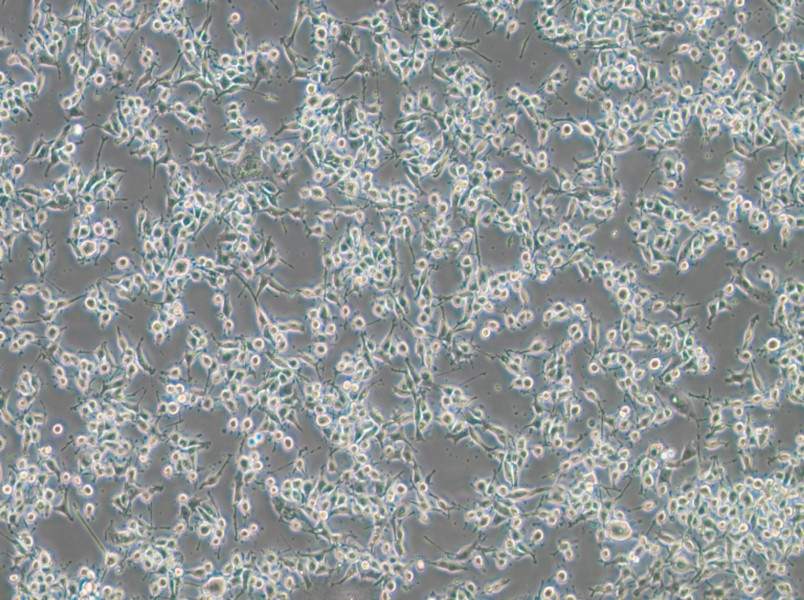 MADB106 Cell Complete Medium-searchlist-1