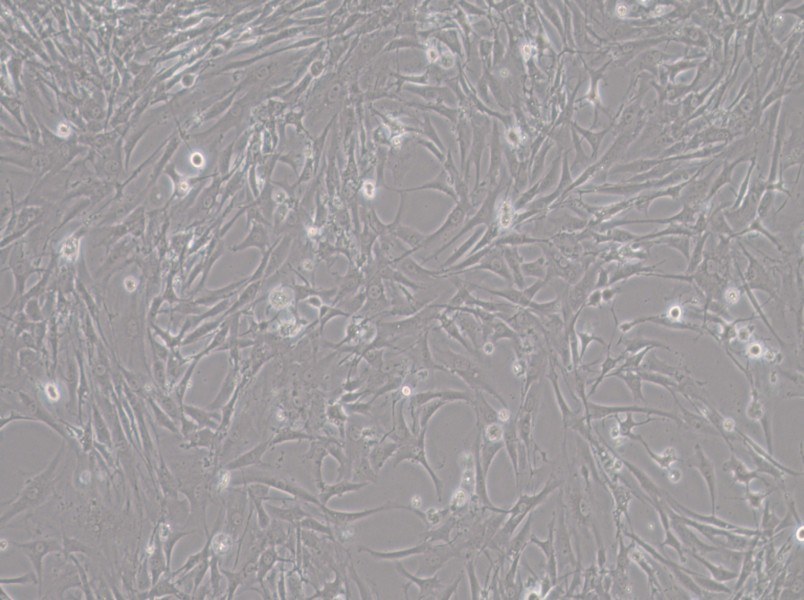 HBZY-1 Cell Complete MediumHBZY-1 Cell Complete Medium - 2