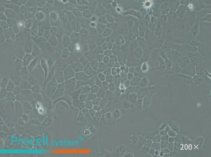 A-253 Cell Complete Medium - 6