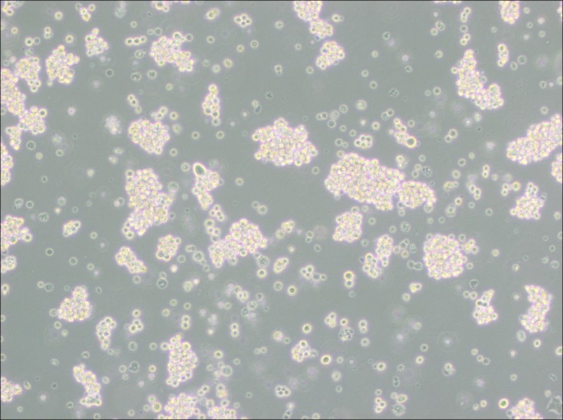 MMQ Cell Complete MediumMMQ Cell Complete Medium - 3