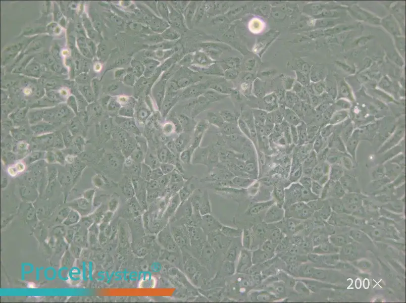 MCF 10A Cell Complete Medium - small - 6
