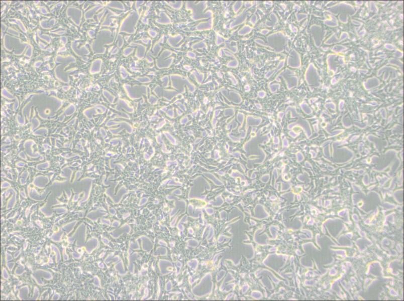 LNCaP clone FGC Cell Complete MediumLNCaP clone FGC Cell Complete Medium - 3