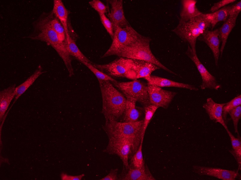 Rat Adipose-Derived Stem Cell Complete Medium - 2