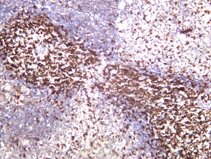 Recombinant CD3e/CD3 epsilon Monoclonal Antibody - 4