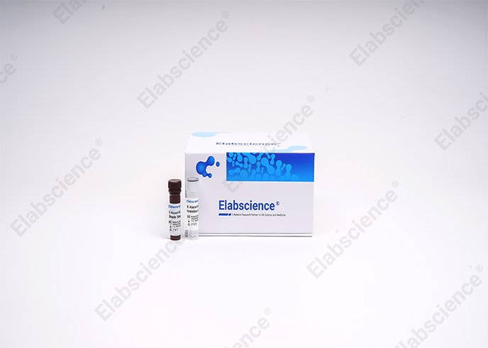 EasySort™ Mouse CD8+T Cell Isolation Kit
