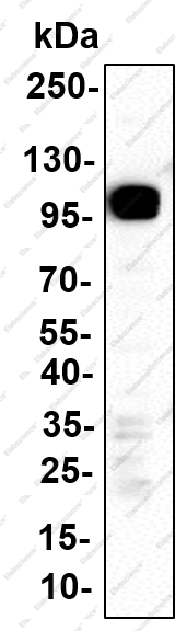 Recombinant CBLB Monoclonal Antibody - 1