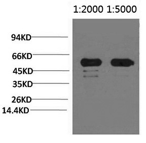 Western Blot analysis of Arabidopsis using Rubisco (Large Chain) Monoclonal Antibody at dilution of 1) 1:2000, 2) 1:5000.