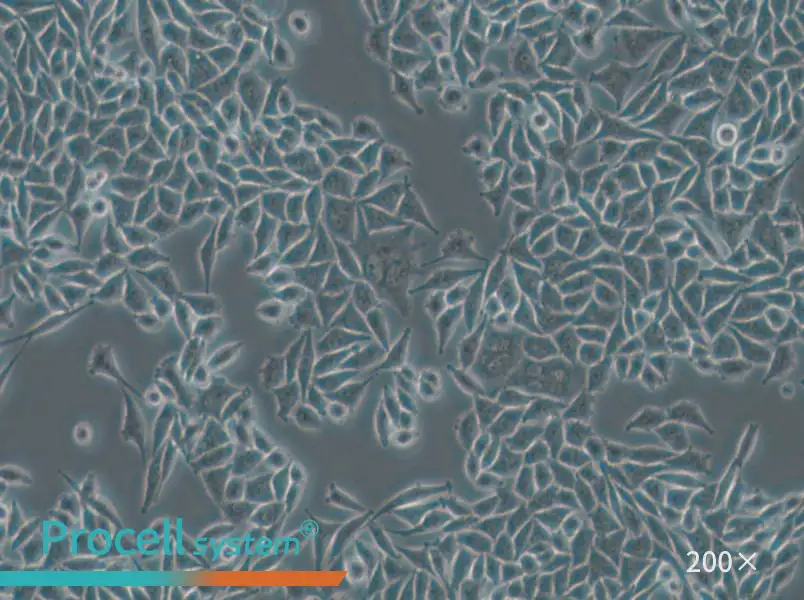 L-WRN Cell Complete Medium - small - 5