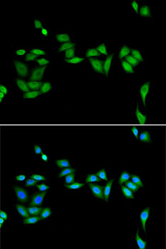 Immunofluorescence analysis of U2OS cells using JADE1 Polyclonal Antibody.Blue: DAPI for nuclear staining.