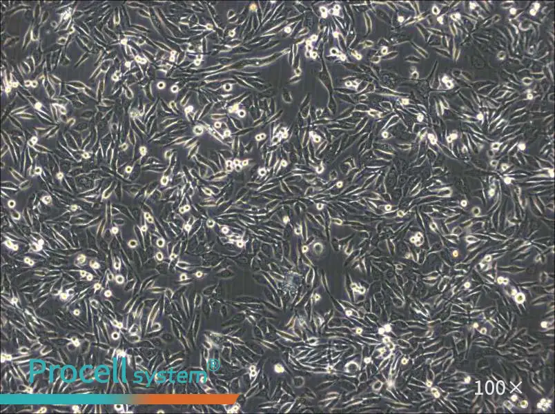 NUGC-3 Cell Complete MediumNUGC-3 Cell Complete Medium - 2