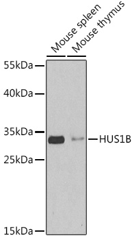 Western blot analysis of extracts of various cell lines using HUS1B Polyclonal Antibody at 1:1000 dilution.