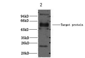 Western Blot analysis of 1) Hela, 2) Mouse brain using CD23 Monoclonal Antibody at dilution of 1:2000.